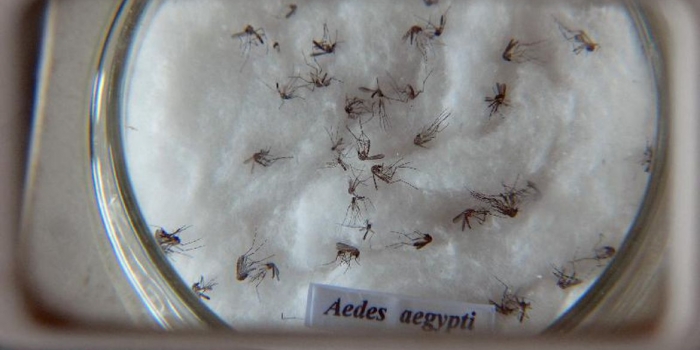 Com mais de 100 mil casos de dengue confirmados em Goiás, cenário ainda é preocupante